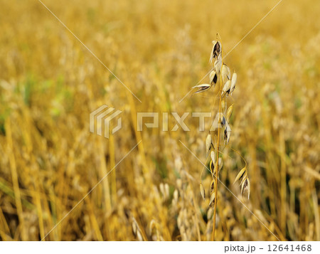 Oat Field Oat Field 12641468