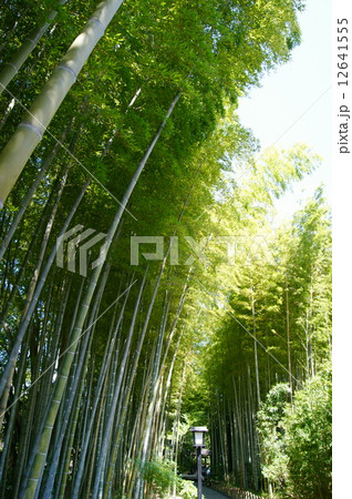 修善寺　竹林の小径 12641555