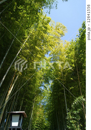 修善寺　竹林の小径 12641556