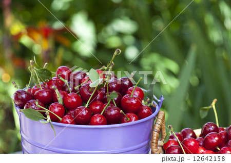 Fresh cherries in a bucket 12642158