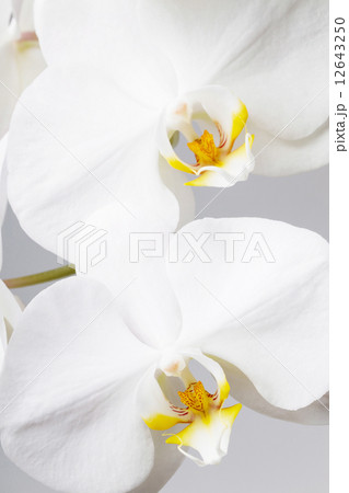 white orchid white orchid 12643250