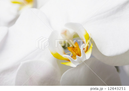 white orchid white orchid 12643251