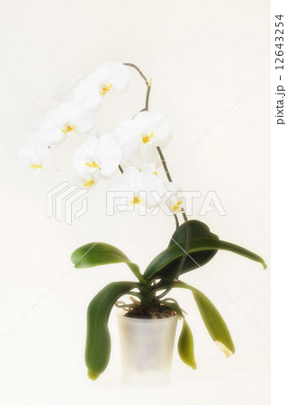 white orchid 12643254