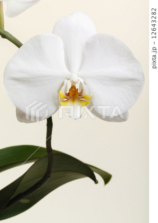 white orchid white orchid 12643282