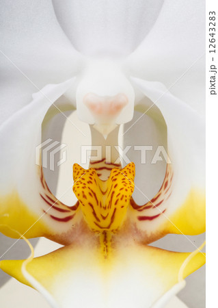 white orchid white orchid 12643283