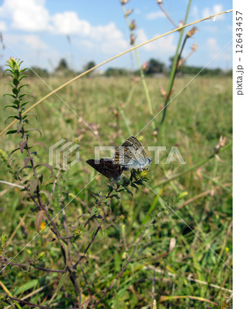butterfly of Silver-studded Blue on the blade 12643457