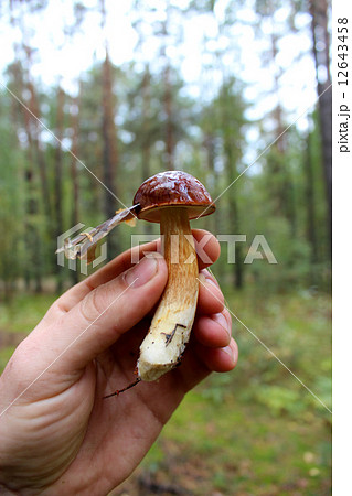 Beautiful mushroom of Boletus badius in the hand 12643458