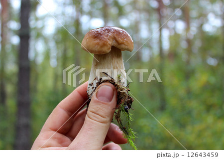 Beautiful and little cep in the hand 12643459