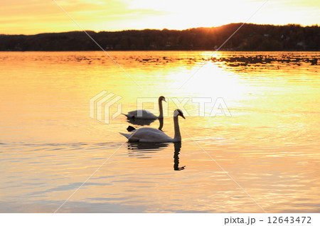 Couple swans floats on lake at sunset 12643472