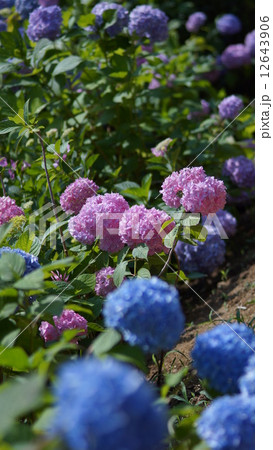 紫陽花 12643906