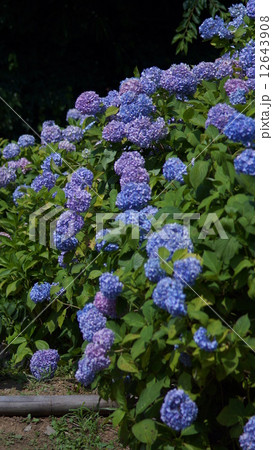 紫陽花 紫陽花 12643908
