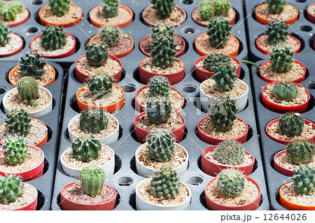 cactus cactus 12644026