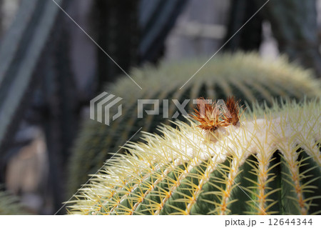 金鯱 サボテンの花の蕾の写真素材