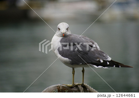 ウミネコ 12644661
