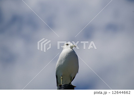 ウミネコ 12644662