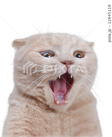 British cat isolated on white 12645119