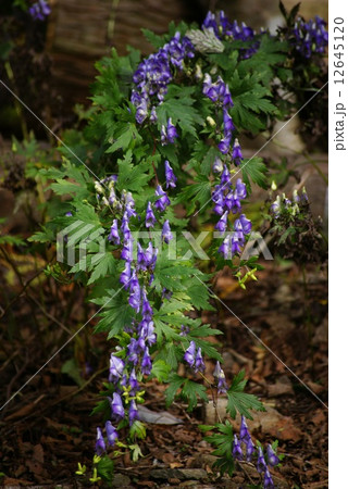 トリカブトの花 トリカブトの花 12645120