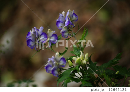 トリカブトの花 トリカブトの花 12645121