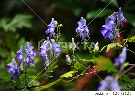 トリカブトの花 12645126