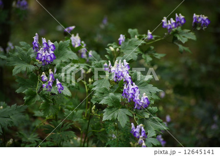 トリカブトの花 トリカブトの花 12645141