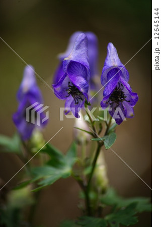トリカブトの花 トリカブトの花 12645144