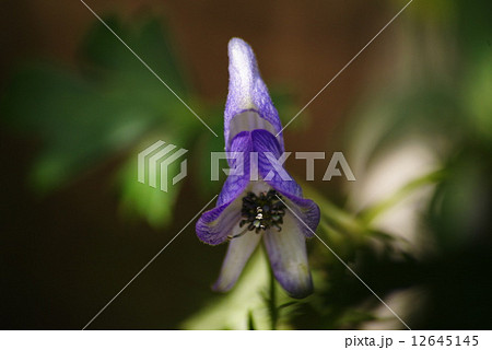 トリカブトの花 12645145