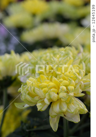 菊の花 菊の花 12645199