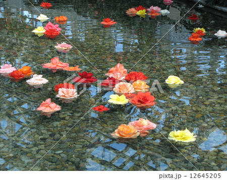 ベゴニア(なばなの里) 12645205