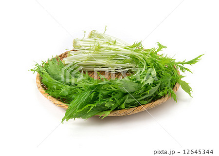 みず菜 12645344