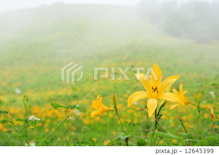 日光きすげ 日光きすげ 12645399