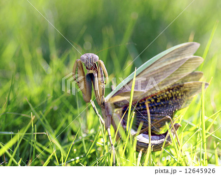 威嚇ポーズのオオカマキリの雌 12645926