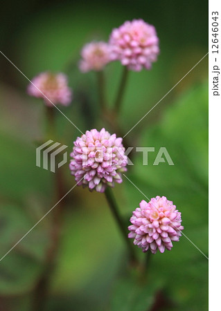 自然 植物 ヒメツルソバ 道ばたにピンクのボンボンのような花が咲いていました 観賞用で移入され の写真素材