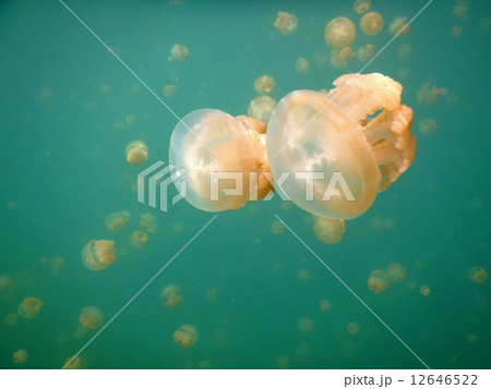 ジェリーフィッシュレイク ジェリーフィッシュレイク 12646522