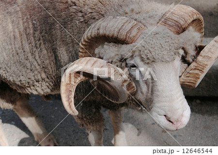 ドーセットホーン 巻き角 羊 12646544