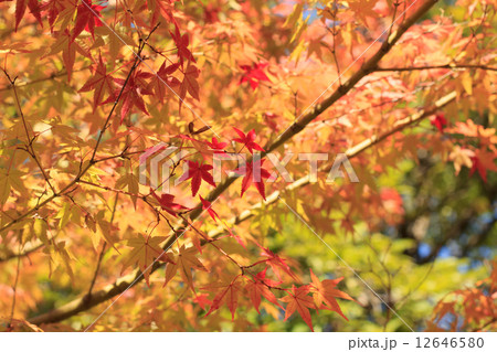 紅葉 紅葉 12646580