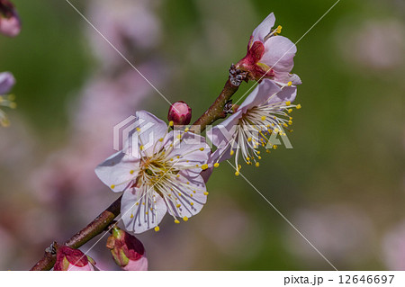 梅の花 梅の花 12646697