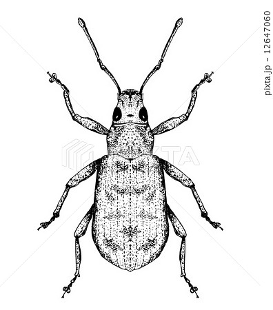 カシワクチブトゾウムシ 12647060