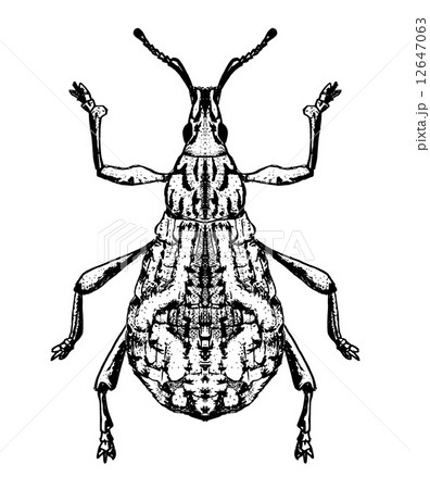 シロコブゾウムシ 12647063