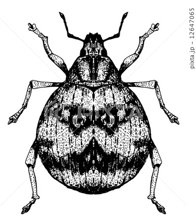 スグリゾウムシ 12647065