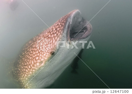 Whale Shark approaching a diver underwater in Baja California Whale Shark approaching a diver underwater in Baja California 12647100