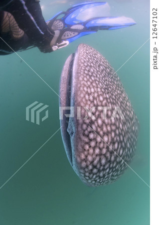 Whale Shark approaching a diver underwater in Baja California Whale Shark approaching a diver underwater in Baja California 12647102