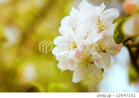 Blooming apple tree. Live beautiful flowers Blooming apple tree. Live beautiful flowers 12647332