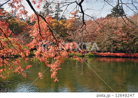 雲場池の紅葉 雲場池の紅葉 12648247
