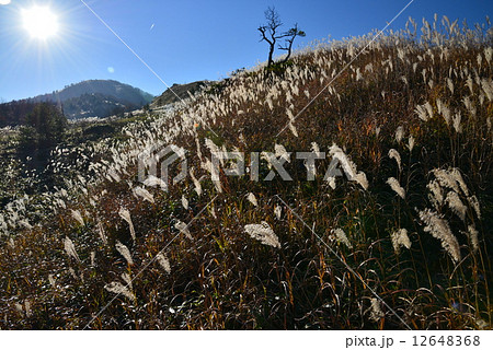 ススキ野5 12648368