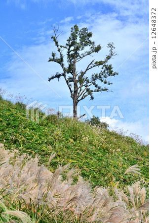 気になる樹2 12648372