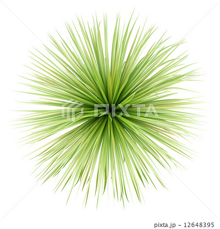 grass top view png