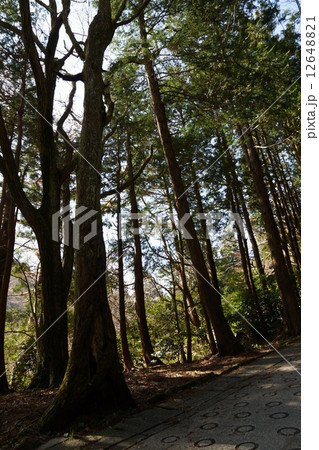箱根 千条ノ滝に向かう道端の風景 箱根 千条ノ滝に向かう道端の風景 12648821