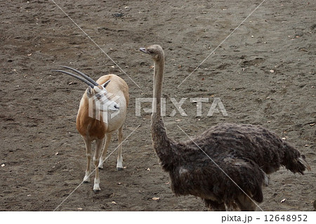 東京都多摩動物公園 ダチョウとシロオリックスの写真素材