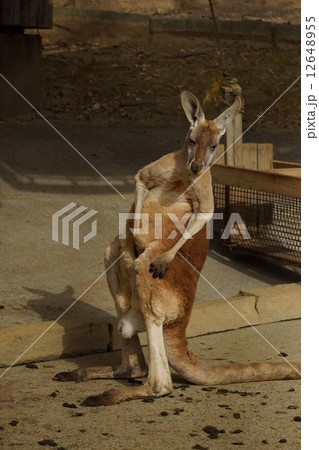 東京都多摩動物公園 カンガルー 東京都多摩動物公園 カンガルー 12648955
