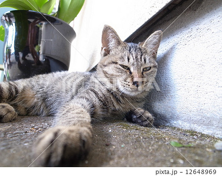 にらむ野良猫 にらむ野良猫 12648969